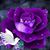 Robin Klein's profile image
