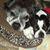 Christine Dambach's profile image