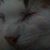 Valerie Berg's profile image