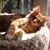 Lori Landahl's profile image