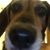 Dennis Bargmann's profile image