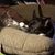 Anna Sherrill-Niemeyer's profile image