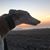Caroline Rupnik's profile image