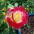 Pam McGhee's profile image