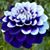 Wanda Frain's profile image