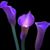 Vicki Schnorr Langy's profile image
