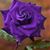 Amada Amada's profile image