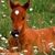 Dawn Cook's profile image