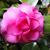 Diane Buck's profile image