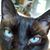 Antonio J Maniaci's profile image