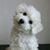 Dee Clark's profile image