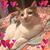 Alicia Farrington's profile image
