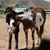 Lorri J Annarella's profile image