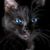 Diane Krohn-Wise's profile image
