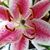 Cindy Law's profile image