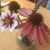 Amy Rohrback's profile image