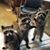 Shirley Wagner-Mantz's profile image