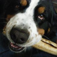 Sherry Holston's profile image