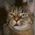 David Deaton's profile image