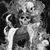 Brown Recluse's profile image