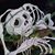 Renae Johnson's profile image