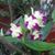 Donna Schain's profile image