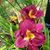 Geri Frazee's profile image
