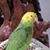 Deborah Collins's profile image