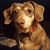 Joyce Pety's profile image
