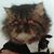 Anthony Feehan's profile image