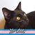 Debbi Golden-Davis's profile image