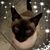 Junko Furtado's profile image