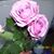 Brenda Ketcham Tharpe's profile image