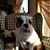 Roxanne Snyder's profile image