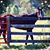 Courtney Ducceschi's profile image