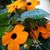 Susan Leas Latham's profile image