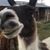 Mark Pavón's profile image