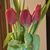 Lesia Wellman's profile image
