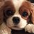 Donna Savage's profile image