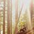Ciara Laronde's profile image