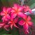 Dana Webb Schwalie's profile image