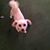 Ann-Marie Pare Lacy's profile image