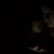 Miriana Balducci's profile image