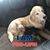 Kimberly Kristel Steckman's profile image