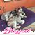Barbra Abrams Gradozzi's profile image