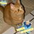 Ray-Jean Brown's profile image