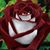 Wendy Dages's profile image
