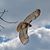 Deanna Belisle Arcure's profile image