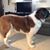 Sally Cornell's profile image