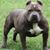 Bryant Brown's profile image